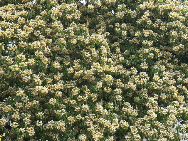 香港好去處 | 復活節賞花(上) | 魚木 | 藍花楹