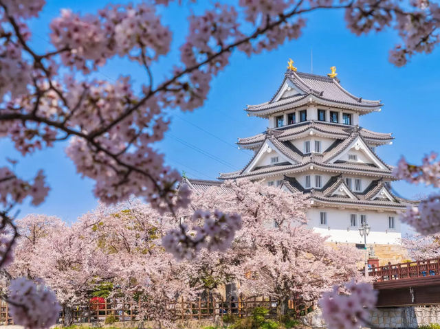 Kanazawa Castle Park in Bloom: A Regal Cherry Blossom Experience