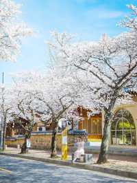 풍성한 벚꽃 꼭 가야할 경주명소🌸