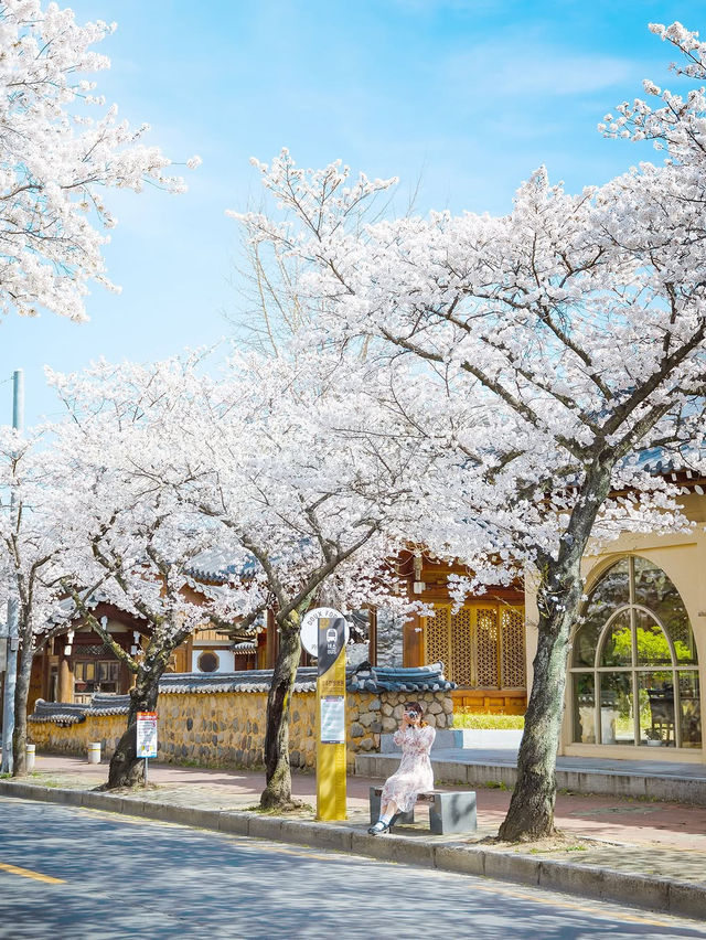 풍성한 벚꽃 꼭 가야할 경주명소🌸