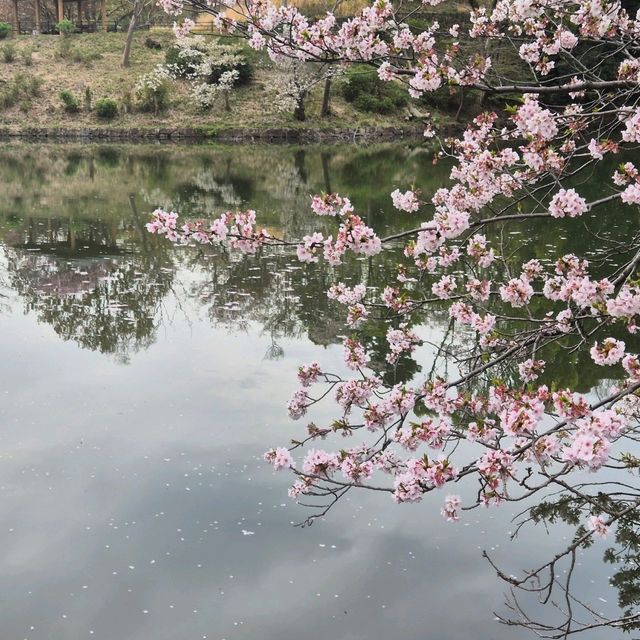 고요한 아침 정원에서 즐기는 도쿄 숨은 벚꽃 명소