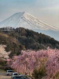 河口湖櫻花🌸與富士山同框