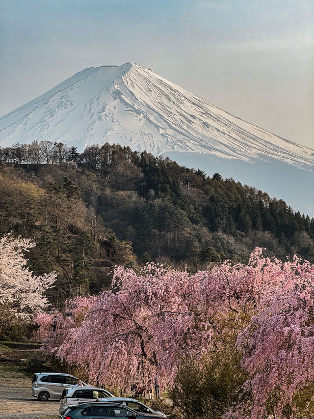河口湖櫻花🌸與富士山同框