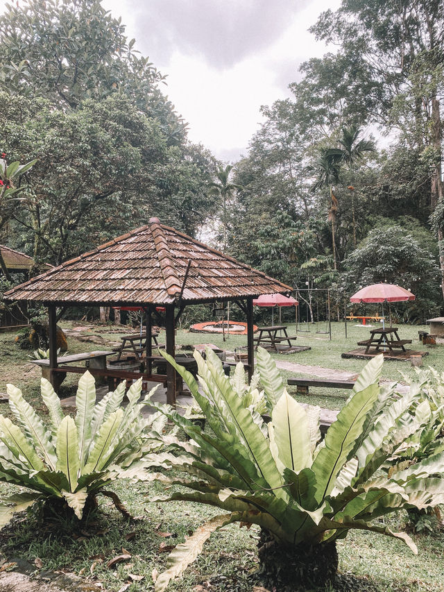 Nature's Therapy 🌿🌱🌳