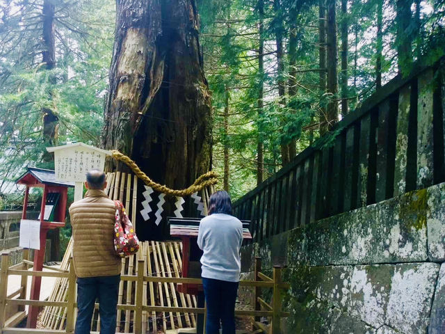 Nikko's Ancient Cedar Avenue: Japan's April Awakening