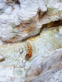 Rainforest Wild Asia – A Hidden Gem for Nature Enthusiasts