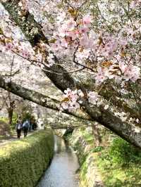 Chill Walk and a Whole Lotta Petals