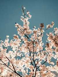 Jinhae: South Korea’s Crown Jewel of Cherry Blossoms