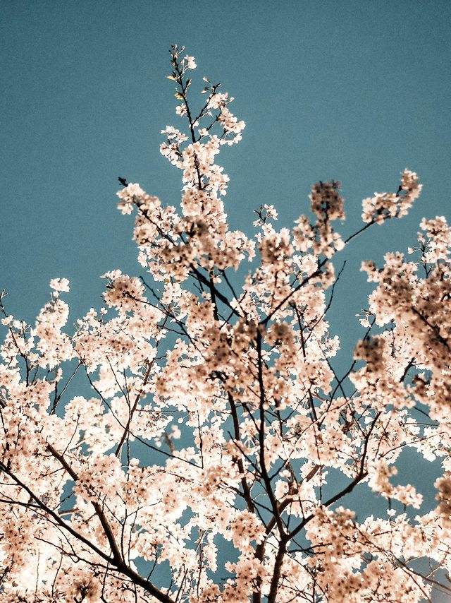 Jinhae: South Korea’s Crown Jewel of Cherry Blossoms