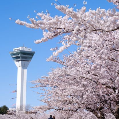 Goryokaku: A Star-Shaped Fortress Wrapped in Sakura