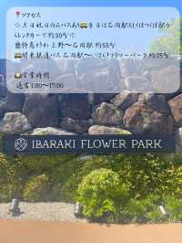 茨城でも綺麗な藤の花、つつじが見れる💐いばらきフラワーパーク