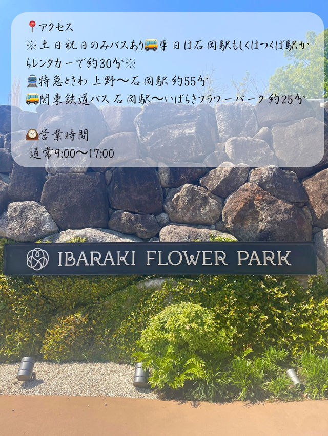 茨城でも綺麗な藤の花、つつじが見れる💐いばらきフラワーパーク