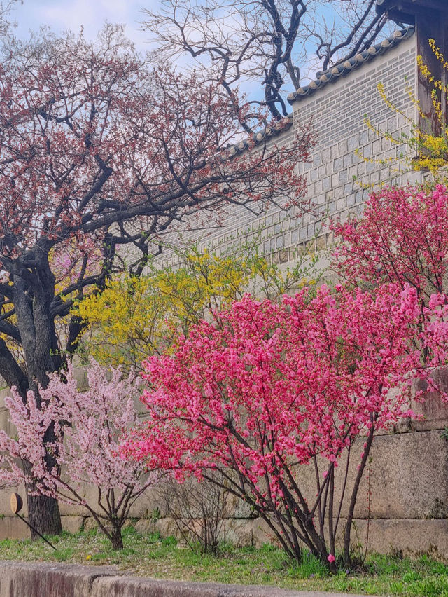 💕서울 가족과 함께 걷기좋은 코스 추천 창경궁🪾