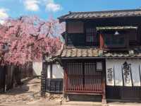 仙台賞櫻：糖果老店「石橋屋」的粉紅枝垂櫻