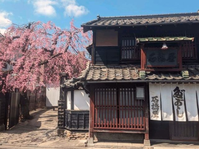 仙台賞櫻：糖果老店「石橋屋」的粉紅枝垂櫻