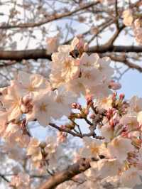 花見福岡：櫻花與古城交織的浪漫春日🌸
