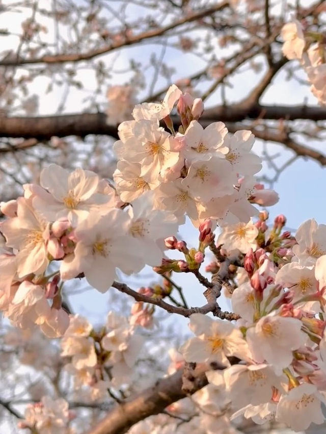 花見福岡：櫻花與古城交織的浪漫春日🌸