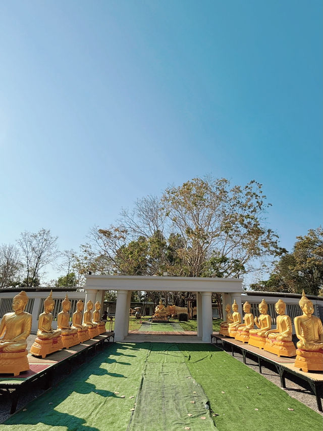 ต้นโพธิ์ที่เก่าแก่ที่สุดในไทยที่ อ.ศรีมโหสถ ปราจีน