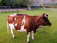 #愛歌頓農場Agrodome Farm-紐西蘭羅託魯亞