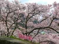 Where Cherry Blossoms & History Collide