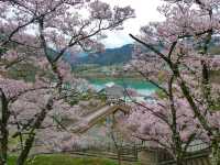 Where Cherry Blossoms & History Collide