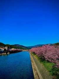 Kawazu Cherry Blossom Festival: Early Spring Magic