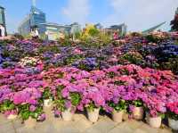 Hydrangea Garden at Ilsan Flower Festival