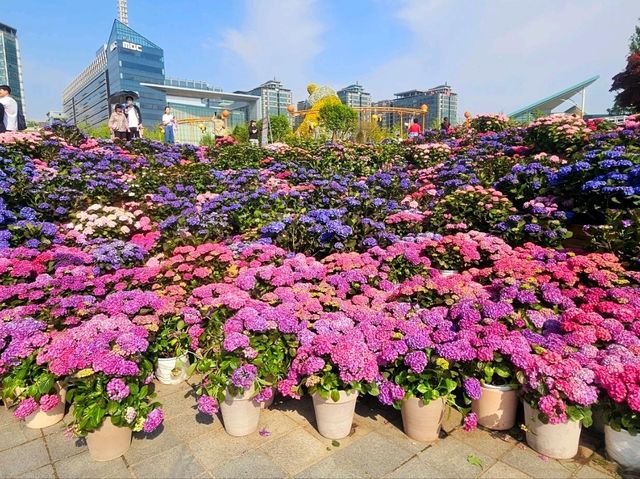 Hydrangea Garden at Ilsan Flower Festival