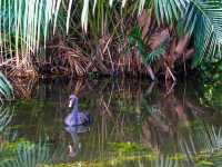Finding Serenity in the City – A Morning at Eco Lake, Singapore Botanic Gardens
