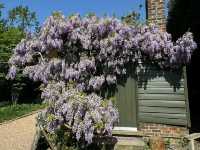 Beautiful Wisteria at Nymans: A Purple Dream in the Heart of Sussex