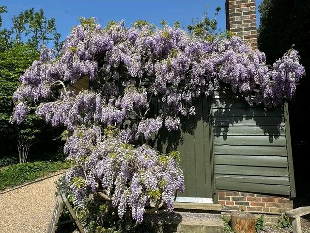 Beautiful Wisteria at Nymans: A Purple Dream in the Heart of Sussex