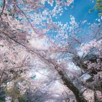 Japan – Sakura Reflections on Still Water