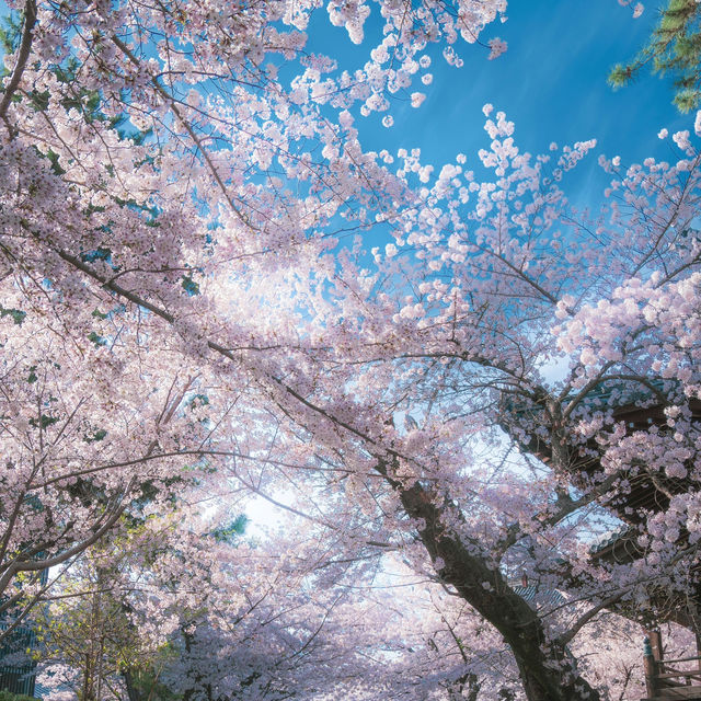 Japan – Sakura Reflections on Still Water