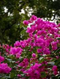 Blooms of Dhaka University: A Peaceful Pause in the Heart of the City