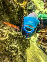 Journey into the Blue: Okinawa Churaumi Aquarium’s Ocean Wonders