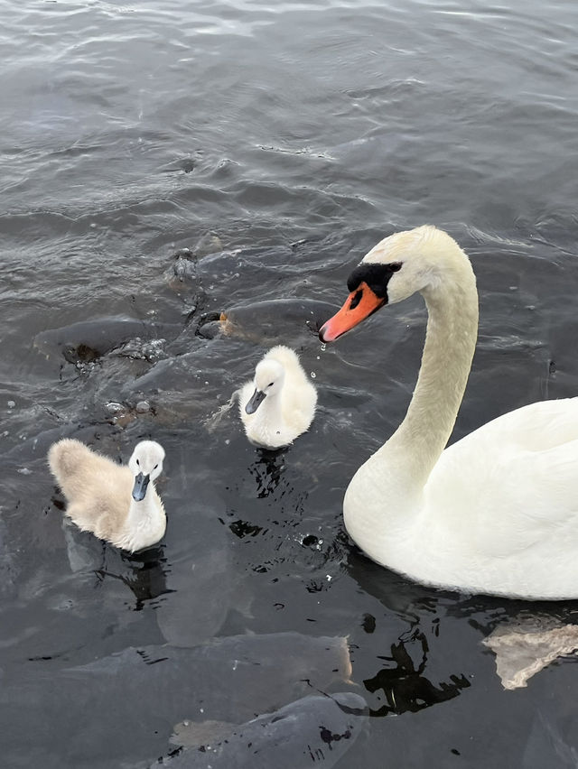 백조와 후지산을 한 눈에 담을 수 있는 호수?🦢