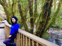 Explore Tasmania's 🇦🇺 Natural Wonders