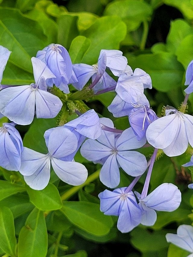 A Field day at Esplanade gardens