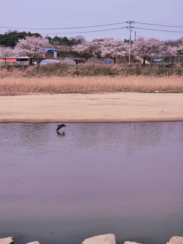 영주봄벚꽃맛집🩷[영주 강변 벚꽃 산책로] 
