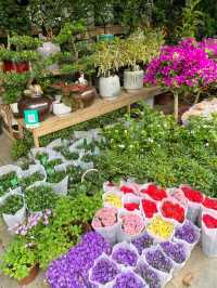 深圳｜荷蘭花卉小鎮🌸💐🌼