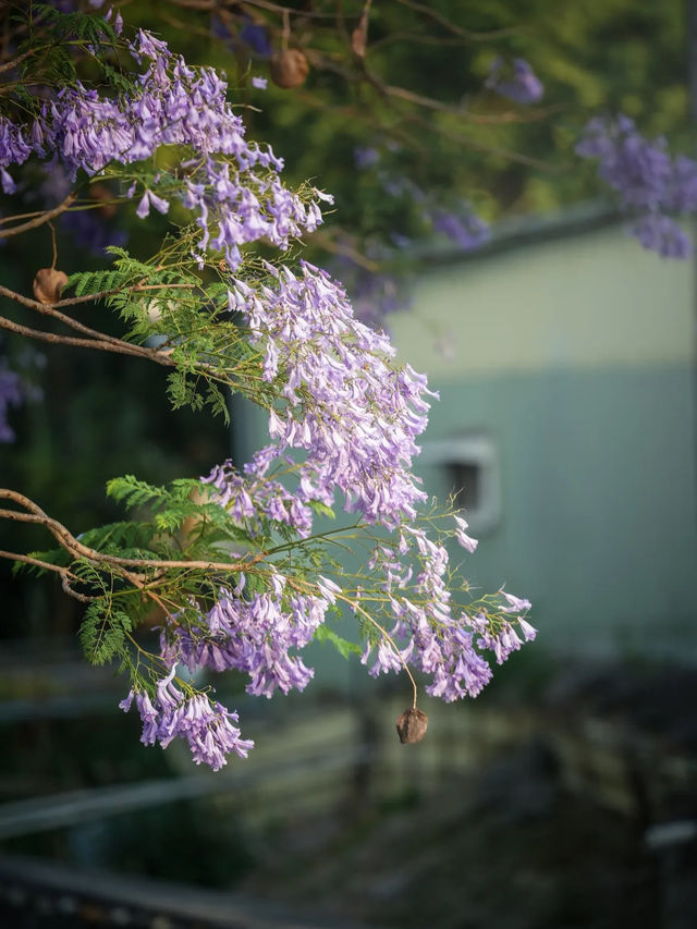 彰化縣｜埔心鄉「油車社區藍花楹公園」
