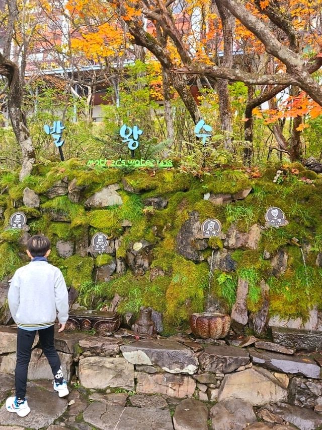 깊어가는 평창가을 [발왕산 천년주목숲길]