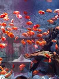 Sea Shell Aquarium Phu Quoc