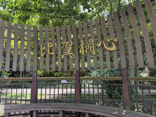 台中外埔｜高鐵觀景秘境～水流東桐花步道🌸
