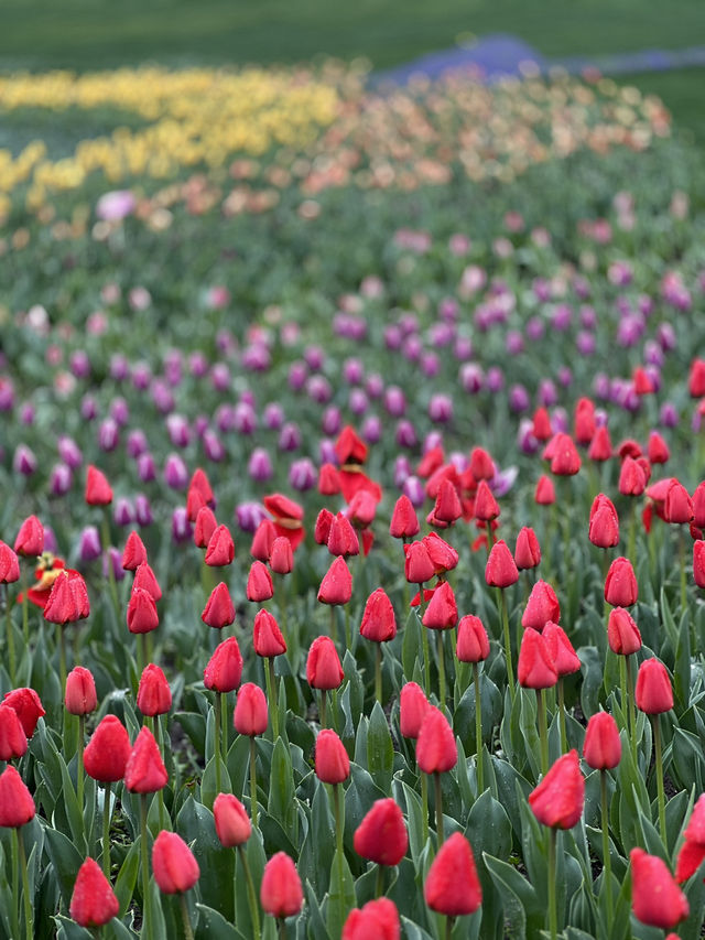 Hangzhou spring