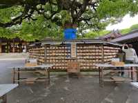 Meiji Shrine & Yoyogi Park – Tokyo’s Tranquil Core