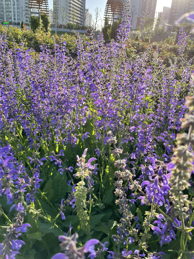 🌿 햇살 가득한 오후, 오목교 공원에서의 자전거 한 바퀴 🚴‍♀️