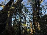 Best of all lookout - The Springbrook National Park