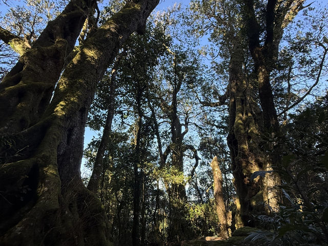 Best of all lookout - The Springbrook National Park