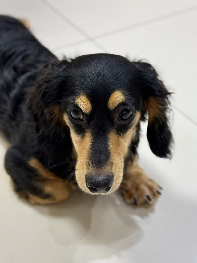 深圳必去貓狗天堂🐶🐱｜300㎡超萌「抱抱小狗」Cafe！